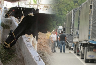 Ganaderos del norte del Valle no han podido traer sus semovientes desde la región Caribe por cuenta del paro. Foto: lecherialatina.com / lalecturamuevedecimo.blogspot.com. Paro camionero, paro camionero Colombia 2016, movilización de ganado, transporte de leche, compra de insumos, bloqueo total o parcial de las vías, encarecimiento de los fletes, Cooperativa de Ganaderos del Centro y Norte del Valle Cogancevalle, Cooperativa Multiactiva de Ganaderos y Productores de leche del Oriente Antioqueño, Unilac, Antioquia, Valle del Cauca, Cauca, Nariño, CONtexto ganadero, ganaderos Colombia