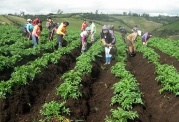 Las actividades se viene desarrollando desde hace 3 años en los 2 municipios boyacenses. Foto: Corpoica. Papa