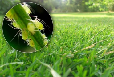 El pulgón verde o pulgón de los pastos tiene predilección por ciertas especies como la brachiaria y el angleton. Foto: plantas.ddinnova.net - decoracion.red Cesar, Bolívar, Pulgón, gusano trozador, Mión de los pastos, zonas cálidas de Colombia, parásito que afecta los bovinos, afectaciones del pulgón, afectaciones del insecto Mión, formas de tratamiento del insecto Mión, manejo de plagas, plagas, CONtexto ganadero, ganaderos colombia, ganadería colombia
