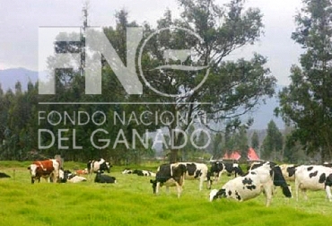 Los ganaderos del valle de Ubaté y Chiquinquirá han sido afectados por los proyectos truncados que apoyaba el Fondo Nacional del Ganado. Foto: co.lasdistancias.com Fondo Nacional del Ganado, FNG, Federación Colombiana de Ganaderos, fedegan, Asociación de Ganaderos del Altiplano Cundiboyacense, Asogaboy, Asociación de Ganaderos del Valle de Ubaté, Federación de Ganaderos de Boyacá, Fabegán, Ministerio de Agricultura Sociedad Fiduciaria de Desarrollo Agropecuario, Fiduagraria, intoxicación por nitratos, muerte de bovinos por nitratos, recertificación como hato libre de brucelosis, CONtexto ganadero, ganaderos colombia