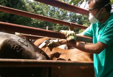 En la carta se reitera que se apoyará el proceso de seguimiento que adelantan el Ministerio, el ICA y Unaga. Foto: CONtexto ganadero. Ciclo de vacunación de Fedegán