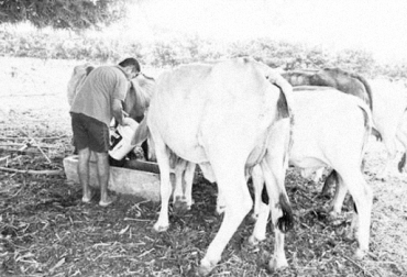 Por la escasez de agua y alimento en la sabana de Sucre, el inventario bovino se ha disminuido en cerca de 50 mil cabezas. Foto: www.elmeridianodesucre.com.co Sucre, Sincelejo, Corozal, Betulia, Buenavista, Galeras, Los Palmitos, San Pedro, Sabana de Sucre, ganaderos sucre, afectaciones Sucre Fenómeno de El Niño, escasez de agua y alimento, Verano 2016, ganadería de la sabana de Sucre, Gobierno Nacional, plaga de gusano y mión de pastos afecta ganaderos de Sucre, ayudas de alimentos para ganaderos sabana Sucre, CONtexto ganadero, ganaderos colombia