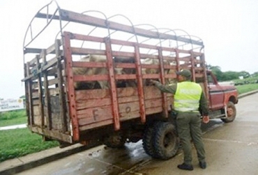 Ganaderos del sur del Cesar denuncian que muchas veces da igual colocar o no las denuncias porque no hay resultados. Foto: Policía Nacional. abigeato en Cesar, robo de ganado en Cesar, robo de enceres en fincas, inseguridad en Cesar, apoyo de autoridades, CONtexto ganadero.