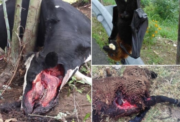 Los ataques al ganado en el Altiplano cundiboyacense podrían atribuirse a un animal volador como un murciélago de gran tamaño. Foto: Ernesto González cundinamarca, Boyacá, Misteriosa bestia, Corporación Autónoma Regional de Cundinamarca, CAR, murciélago, valle de ubaté y chiquinquirá, Guachetá, Nemocón, Simijaca, Zipaquirá, San Miguel de Sema, Tausa, combatir ataque de animal, terneros ovejas burros atacados por misterioso animal, Alcaldías municipales y Umatas investigan ataque de misterioso animal, Fondo Nacional del Ganado, CONtexto ganadero, ganaderos colombia