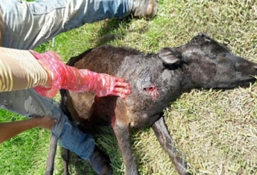 Ninguna autoridad se hace responsable por los ataques del animal. Foto: portalnews.co. Cundinamarca, Boyacá, Misteriosa bestia, Corporación Autónoma Regional de Cundinamarca, CAR, Jauría de perros, valle de ubaté y chiquinquirá, Guachetá, Nemocón, Simijaca, Zipaquirá, San Miguel de Sema, Tausa, Suta, felino, puma de páramo, combatir ataque de animal, terneros ovejas burros atacados por misterioso animal, Alcaldías municipales y Umatas investigan ataque de misterioso animal, CONtexto ganadero, ganaderos Colombia