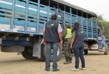 Ganaderos solicitan mayores controles a la hora de monitorear la movilización de ganado. Foto: www.ica.gov.co. movilización de ganado, ganado hurtado, abigeato, guías de movilización, servicio del ICA, controles del ICA, controles de las autoridades, CONtexto ganadero