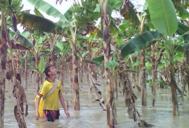 Producción de yuca, plátano, frutales y pastos se ha visto afectada por las inundaciones. Foto: @MauricioGuayakn. Invierno Meta Colombia