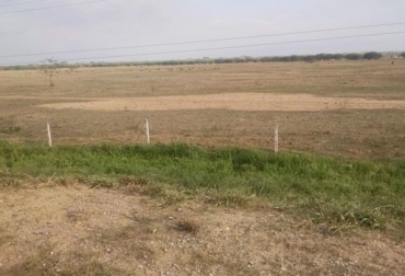 A pesar de las lluvias, los pastos se secan por los períodos tan prolongados entre precipitaciones. Foto: blog.ecologiayfuturo.com. Región Caribe, córdoba, Cesar, Bolívar, Atlántico, planes para mitigar efectos de cambio climático en el Caribe 2016, afectaciones región Caribe fenómeno de El Niño, reservorios de agua, pozos profundos, Gobierno Nacional, Ministerio de Agricultura, gobiernos departamentales, lluvias irregulares, afectaciones gusano de los pastos en el Caribe, manejo de plagas, veranillo de San Juan, CONtexto ganadero, ganaderos colombia