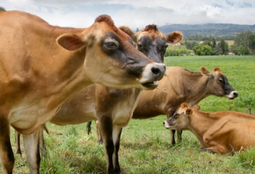 La clasificación lineal es la evaluación fenotípica que se hace de las vacas lecheras. Foto: Fedegán. clasificación lineal, clasificación lineal asojersey, cursos sobre clasificación lineal, clasificación lineal colombia, CONtexto ganadero