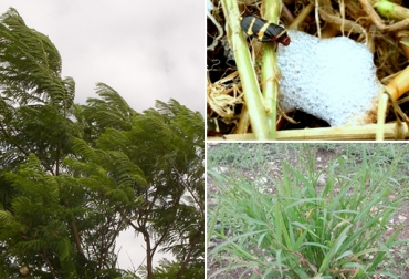 Fuertes vientos, plagas en pastos y malezas son los problemas que más están afectando a los ganaderos del norte de Sucre. Foto: elbosquesilencioso.com / www.bioeco.co.cr / foro.portalplantas.com. región Caribe, Sucre, norte de Sucre, Sincelejo, vendavales afectan predios ganaderos en Sucre, afectaciones Sucre lluvias irregulares 2016, reservorios de agua norte de Sucre, vendavales arrancan ramas de cercas vivas, vendavales Sucre noticias 2016, lluvias irregulares, afectaciones gusano y mión de los pastos en el Caribe, lluvias irregulares en Sucre, CONtexto ganadero, ganaderos colombia