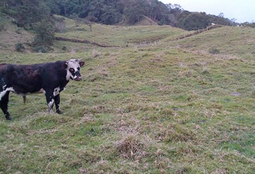 En el valle de Ubaté, los pastos se están secando como consecuencia de la falta de agua y los vientos. Foto: noticias.igac.gov.co Ubaté, San Miguel de Sema, Simijaca, Ganaderos de Valle de Ubaté y Chiquinquirá, escasez de agua, escasez de pastos, Consecuencias del verano, Problemas de la ganadería en Colombia, Problemas en la ganadería por cuenta del verano, afectaciones colombia fenómeno de el niño, afectaciones a ganaderos, CONtexto ganadero, ganaderos Colombia