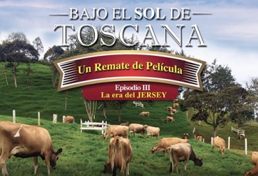 27 lotes de hembras puras registradas se rematarán hoy en Rionegro, Antioquia. Foto: www.asojersey.com. hembras puras Jersey, remate de ganado, ganado de leche, Asojersey, ganaderos de Antioquia, Rionegro, CONtexto ganadero