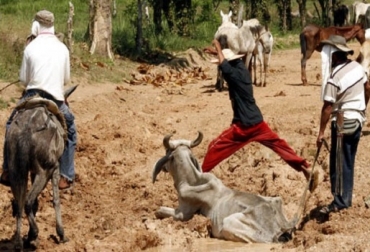 La situación tiende a ser crítica, ya que en los productores se están quedando sin alimento para sus semovientes. Foto: El Heraldo. sequía sucre