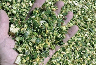 Ganaderos de Tame, Arauca, le apuestan a las compras compartidas y a las cosechas comunitarias. Foto: www.lgseeds.es compras compartidas, cosechas comunitarias, siembra de maíz, cosecha de maíz, silos de maíz, alternativa alimenticia, alimento para ganado, épocas críticas, CONtexto ganadero