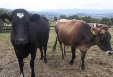 Productores de Cundinamarca advirtieron sobre la ineficiencia del ICA en temas como trazabilidad y guías de movilización. Foto: CONtexto ganadero Instituto Colombiano Agropecuario, ICA, Programa Identifica, lentitud trazabilidad bovina ICA, noticias trazabilidad bovina ICA, Asociación de Productores Lecheros de Chocontá, ganaderos de Cundinamarca afectados por el ICA, ganaderos afectados por el ICA, problemas del ICA en regiones de Colombia, trazabilidad bovina colombia, Trazabilidad Bovina Avances ICA, Lento avance de trazabilidad, Falta de personal y comunicación del ICA, CONtexto ganadero, ganaderos colombia