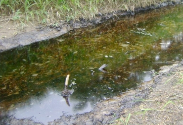 Animales que se encuentran cerca de las refinerías que existen en Barrancabermeja estarían en un posible riesgo de contaminación. Foto: www.barrancabermeja-santander.gov.co. daños ambientales por derrame de crudo, impacto de la explotación petrolera en la ganadería, ganaderos de Barrancabermeja, contaminación de las aguas, CONtexto ganadero