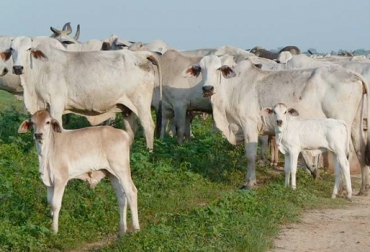 Sector ganadero denuncia que al área metropolitana de Cúcuta sigue llegando carne en canal y ganado gordo sin control alguno. Foto: avisa.org.ve contrabando de carne desde Venezuela, Contrabando de animales en pie desde Venezuela, falta de control de las autoridades, consumo de carne de contrabando en cúcuta, sector ganadero de Norte de Santander, preocupación por el contrabando desde Venezuela, CONtexto ganadero.