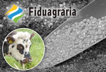 Debido a que los funcionarios de Fiduagraria se negaron a apoyar un proyecto de prevención, hoy en día siguen muriendo bovinos intoxicados por nitratos. Foto: www.fiduagraria.gov.co - quimicoglobal.mx - www.agromundo.co cundinamarca, Boyacá, Valle de Ubaté y Chinquinquirá, Simijaca, Guachetá, Chinquinquirá, Ráquira, San Miguel de Sema, Intoxicación con nitratos, Prevención y tratamiento intoxicación nitratos, Fondo Nacional del Ganado, FNG, Federación Colombiana de Ganaderos, fedegan, Asociación de Ganaderos del Altiplano Cundiboyacense, Asogaboy, Ministerio de Agricultura, Sociedad Fiduciaria de Desarrollo Agropecuario, Fiduagraria, muerte de bovinos por nitratos, CONtexto ganadero, ganaderos colombia