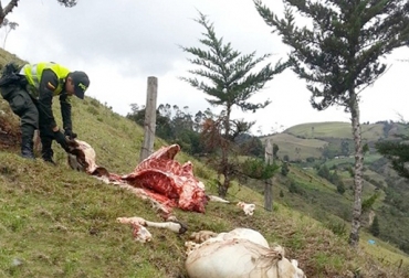 El robo de animales, el carneo y el sacrificio clandestino (en potreros) son actividades que tienen preocupados a los ganaderos de Norte de Santander. Foto: www.areacucuta.com. Abigeato en Norte de Santander, sacrificio ilegal en Norte de Santander, carne en Norte de Santander, ganaderos de Norte de Santander preocupados, CONtexto ganadero