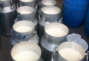A pesar del inicio de las lluvias, expertos aseguran que este año no habrá enlechada. Foto: CONtexto ganadero. Enlechada en Colombia, mito enlechada Colombia, volumen producción leche Colombia, enlechada Colombia 2016, producción de leche Colombia, litros de leche en Colombia, importaciones leche en polvo lactosueros Colombia, no riesgo enlechada Colombia 2016, CONtexto ganadero, ganaderos Colombia