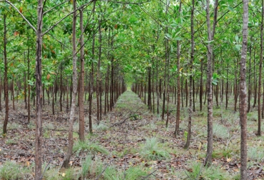La Asociación Gremial Agroforestal, Agaf, contribuye al desarrollo del departamento del Vichada. Foto: http://www.agrovichada.org. siembra agroforestal, Agaf en Vichada, agremiación agroforestal, productores del Vichada, importancia de la asociatividad, Forestación y ganadería, combinación sostenible, Reforestación controlada, CONtexto ganadero