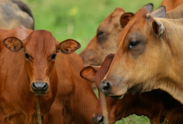 Dentro de poco se darán a conocer los parámetros de clasificación racial del Chino Santandereano. Foto: fedegan.org.co raza chino santandereano, parámetros de clasificación racial del Chino Santandereano, preservación raza chino santandereano, Ganaderos de Santander, Gobernación de Santander, Asocriollo, Corpoica, ganaderos del círculo de excelencia del chino santandereano, preservación de material genético del chino santandereano, CONtexto ganadero