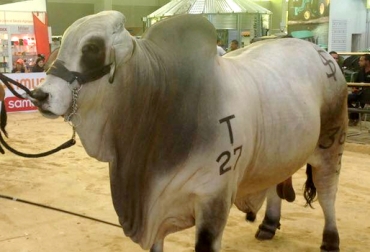En la ferias regionales y nacionales, los miembros del sector tienen la oportunidad de ver la evolución genética que las razas colombianas han tenido en los últimos años. Foto: www.facebook.com/Asocebucolombia. genética bovina colombiana, evolución de la genética bovina colombiana, incorporación de biotecnología en la ganadería nacional, avances genéticos, razas cebuinas, CONtexto ganadero