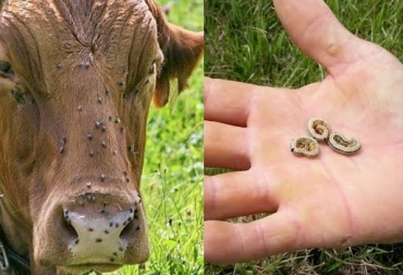 Las plagas en pastos y ganados comienzan a ser más comunes en los predios ganaderos. Foto: www.teletica.com / diariodelhuila.com. Aumenta presencia de plagas en predios ganaderos, plagas en predios ganaderos en Colombia, tipos de plagas que afectan a las ganaderías en Colombia, plagas aumentan por culpa del cambio climático, afectaciones ganadería cambio climático, afectaciones Fenómeno de El Niño, control difícil de plagas, plagas que afectan pastos, plagas que afectan animales, CONtexto ganadero, ganaderos Colombia