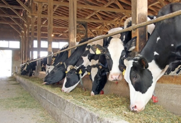 La oferta nutricional para bovinos es escasa debido al alto costo de los concentrados y a la escasez de materias primas en el país. Foto: jairoserrano.com Poca oferta nutricional bovina, Costo insumos Colombia, precios de insumos agropecuarios Colombia, alto costo insumos, escasez de materias primas, altos precios concentrados, ganaderos afectados por altos costos de insumos, Gobierno indiferente ante altos costos de insumos, cultivos trigo cebada Colombia, contenido nutricional trigo y cebada ganado, CONtexto ganadero, ganaderos colombia