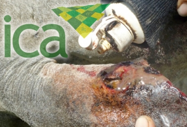 Los productores de la sabana araucana denuncian problemáticas con las chapetas de indentificación del ICA. Foto: www.portalaraucano.com Ganaderos de Arauca inconformes con el ICA, gestión del ICA, problemas con la trazabilidad en Arauca, problemas con las chapetas en Arauca, sector ganadero de Arauca, ganaderos de la sabana araucana, ICA en Arauca, Contexto ganadero