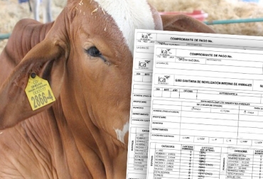 Hasta al momento los comités ganadero, ni las alcaldías podrán manejar el tema de las guías de movilización y trazabalidad como el MinAgricultura lo había anunciado. www.ica.gov.co - contextoganadero.com tercerización de guías y trazabilidad, ICA no muestra avances, inconformismo con labor del ICA, quejas de los ganaderos, Contrabando de ganado, problemas para expedir guías, falta de personal del ICA, pocos avances de trazabilidad, gerente del ICA, CONtexto ganadero