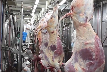 En Santander se desarrollará el primer clúster de carne bovina de la región oriental. Foto: Frigorífico Río Frío. clúster ganadero en Santander, cadena cárnica en Santander, Ganaderos de Santander, Frigorífico Río Frío, CONtexto ganadero