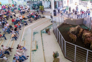 Se espera que a partir del primer trimestre de 2017 se realice una subasta mensual de ganado en Sabanalarga. Foto: cogasucre.com.co subastas en Sabanalarga, subastas ganaderas, dinamización de la economía de Sabanalarga, ganaderos del Atlántico, CONtexto ganadero