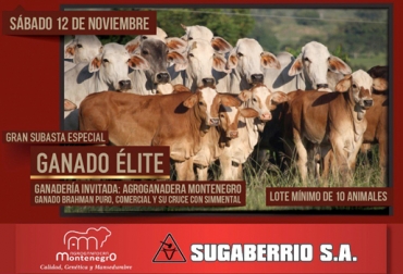 La gran subasta de ganado élite en Puerto Berrío se realizará este sábado 12 de noviembre. Foto: Sugaberrío. subasta de ganado élite en Puerto Berrío, subasta de Sugaberrío, ganaderos de Puerto Berrío, ganaderos de Antioquia, CONtexto ganadero