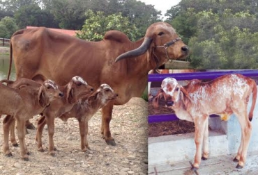 Randa es reconocida por haber sido bicampeona nacional de la raza Gyr y una hembra altamente productiva. Foto: José Jaime Pulido / Gobernación del Cesar. hacienda el tesoro, hacienda el tesoro gyr, vaca randa el tesoro, clones de la vaca randa, venta del clon de la vaca randa, $200 millones clon vaca randa, CDT del Cesar, clonación en el CDT del Cesar, ganaderos del cesar, genética, clonación de ganado, clonación de ganado en colombia, contexto ganadero, ganadería colombia