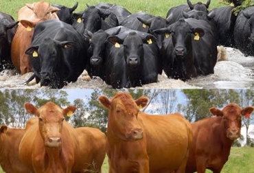 El uso de buen material genético y algunas correcciones en el manejo, permitieron pensar en la cría como alternativa para el Cauca. Foto: asoangusbrangus.org.co - fedegan.org.co. jaime narváez, jaime narváez u de córdoba, jaime narváez experto en reproducción bovina, ganadería cauca, cría de ganado en cauca, ganado de carne, genética angus y brangus, ABS, abs en cauca, CONtexto ganadero, ganadería colombia