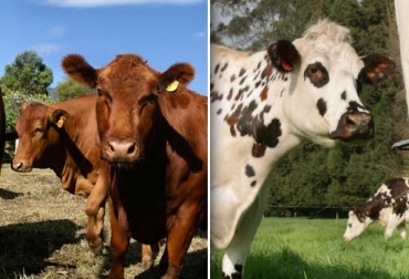 El proyecto no pretende acabar la raza Normando en la región, sino cruzarla con Angus y producir carne de alta calidad. Foto: Fedegán. angus, angus & brangus de colombia, carne angus, carne angus en colombia, cruces angus x normando, producción de angus en la calera, ganadería en la calera, la calera cundinamarca, asociación angus & brangus de colombia, producción de carne angus en colombia, contexto ganadero, ganadería colombia