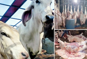Los miembros del sector solicitan realizar más controles en los expendios de carne y verificar la procedencia de la carne para intentar controlar el abigeato. Foto: lavozdeyopal.co / Polfa. abigeato en las sabanas araucanas, abigeato en Arauca, Abigeato en Casanare, sacrificio clandestino en arauca, sacrificio clandestino en casanare, ganaderos piden apoyo a autoridades, CONtexto ganadero