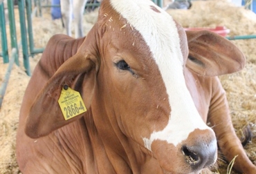 Hasta octubre de 2016, solo se habían trazado cerca de 3 millones y medio de bovinos en toda Colombia. Foto: ica.gov.co. trazabilidad bovina, anuncios del MinAgricultura trazabilidad, ICA no muestra avances, inconformismo con labor del ICA, quejas de los ganaderos, pocos avances de trazabilidad, trazabilidad bovina, trazabilidad bovina colombia, trazabilidad bovina noticias, trazabilidad bovina ica colombia, trazabilidad bovina fedegán, trazabilidad bovina ica avances, CONtexto ganadero