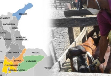 En departamentos como Boyacá, Casanare y La Guajira, dirigentes de comités ganaderos temen hablar contra el ministro Iragorri porque podrían quitarles contraprestación del ciclo de vacunación. Foto: CONtexto ganadero Segundo ciclo 2016, Ciclo II 2016, ciclo vacunación noviembre diciembre 2016, traumatismos ciclo II, Federación Colombiana de Ganaderos, fedegan, Fondo Nacional del Ganado, FNG, Segundo Ciclo de Vacunación 2016, vacuna contra la fiebre aftosa y la brucelosis bovina, Cuenta Nacional de Carne y Leche, CONtexto ganadero, ganaderos colombia