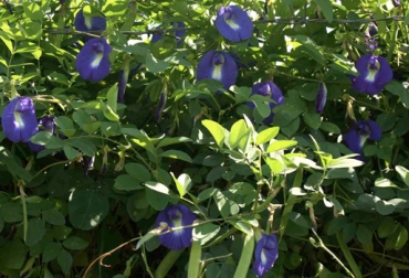 La clitoria ternatea es una leguminosa de clima cálido que aporta un alto contenido de proteína y es muy digerible. Foto: laboratorioclitter.blogspot.com Clitoria ternatea, beneficios clitoria ternatea, beneficios para el ganado clitoria ternatea, nombre común clitoria ternatea, campanilla, zapatico, campanilla azul, campanilla morada, proteína clitoria ternatea, proteína clitoria ganado, CONtexto ganadero, ganaderos colombia
