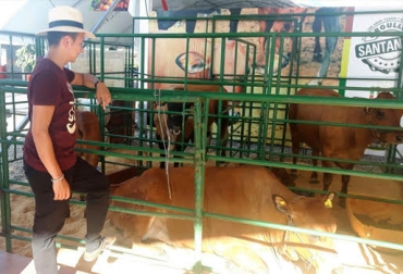 En el evento estarán 5 bovinos de la raza Chino Santandereano, especie eclarada patrimonio económico y cultural. Foto: Gobernación de Santander. Expo Malocas 2017, Malocas académico 2017, feria ganadera en Meta, exposición equina en Meta, Gobernación del Meta, parque Malocas de Villavicencio, CONtexto ganadero