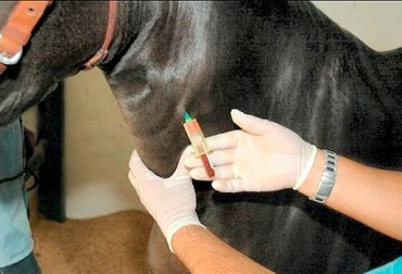 Confirman caso de Encefalitis Equina del Este en Fortul, Arauca. Foto: https://lavozdelcinaruco.com. Encefalitis Equina del Este en Arauca, brote de Encefalitis Equina del Este en Arauca, caso de Encefalitis Equina del Este en Fortul, enfermedad en los equinos, manejo animal, salud animal, vacunación de equinos, CONtexto ganadero