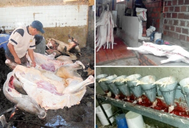 En el departamento pretenden erradicar el faenado ilegal de bovinos, porcinos y aves. Foto: laopinion.com.co / areacucuta.com / la-razon.com. sacrificio clandestino, sacrificio clandestino quindío, comité departamental de la carne en quindio, ganadería quindío, secretaría de salud de quindío, contexto ganadero, ganadería colombia