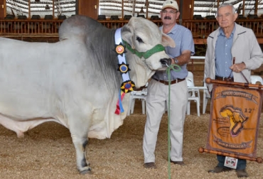 Después de Sudáfrica y Australia, el evento mundial llega por cuarta vez a Colombia. Foto: brahman.org. congreso mundial brahman, congreso mundial brahman 2018, congreso mundial brahman bucaramanga 2018, Asocebú, congreso mundial brahman colombia 2018, ganadería colombia, brahman en colombia, CONtexto ganadero