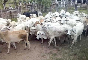 Cuatreros en Bosconia hurtan uno o 2 animales en diferentes fincas, los reúnen, forman un grupo y los amparan con guías legales. Foto: www.youtube.com. abigeato en Cesar, carneo en Cesar, modalidades de abigeato en Bosconia, abigeato en Bosconia, preocupación de ganaderos de Bosconia, movilización de ganado, CONtexto ganadero