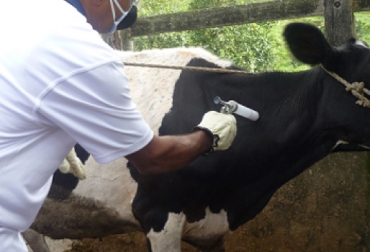 Desde diciembre del año pasado, ganaderos de Cundinamarca están reclamando que sus vacas tienen quistes por mala aplicación de la vacuna contra fiebre aftosa. Foto: fedegan.org.co Ganaderos Cundinamarca quistes vacunación 2016, quistes II Ciclo vacunación 2016, Segundo ciclo 2016, Ciclo II 2016, ciclo vacunación noviembre diciembre 2016, traumatismos ciclo II, Federación Colombiana de Ganaderos, fedegan, Fondo Nacional del Ganado, FNG, Segundo Ciclo de Vacunación 2016, vacuna contra la fiebre aftosa y la brucelosis bovina, CONtexto ganadero, ganaderos Colombia