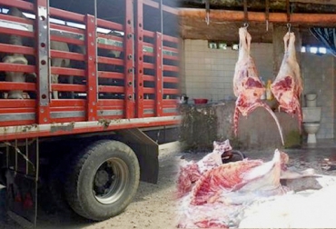 Ganaderos del valle de Ariguaní en Cesar solicitaron mayor control en mataderos y expendios de carne por incremento de abigeato. Foto: @puertoberrio894 - policia.gov.co abigeato Cesar, Sacrificio clandestino Cesar, sacrificio clandestino ganaderos Cesar, acciones contra sacrificio clandestino ganaderos Cesar, acciones contra abigeato Cesar, ganadería Cesar, Policía Ejército ganaderos Cesar, Policía Ejército ganaderos Bosconia, CONtexto ganadero, ganadería Colombia