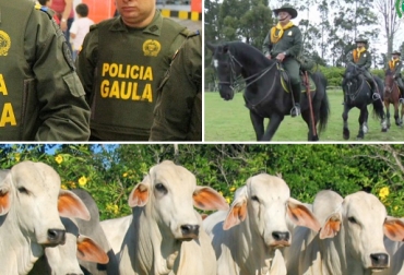 Gaula y Caribineros expusieron el trabajo que vienen desarrollando ambas unidades en temas que siguen afectando a pequeños, medianos y grandes ganaderos. Foto: www.areacucuta.com / YouTube / agronegocios.uniandes.edu.co. Extorsión a Ganaderos, Secuestro de ganaderos, Abigeato, robo de ganado en Colombia, sector ganadero, problema de seguridad rural, Dicar, Gaula, CONtexto ganadero