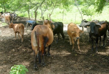 Ganaderos deben registrar predios ante el ICA para poder comercializar sus animales. Foto: eluniversal.com.co. Ganaderos Bolívar ICA registro predios, ganaderos registro predios, ganaderos Mompox, ganaderos trashumantes, registro predio ante ICA, aplicativo Sigma registro predios, ICA Bolívar gerente seccional, CONtexto ganadero, ganderos Colombia